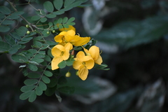 Senna pallida