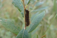 Acronicta menyanthidis