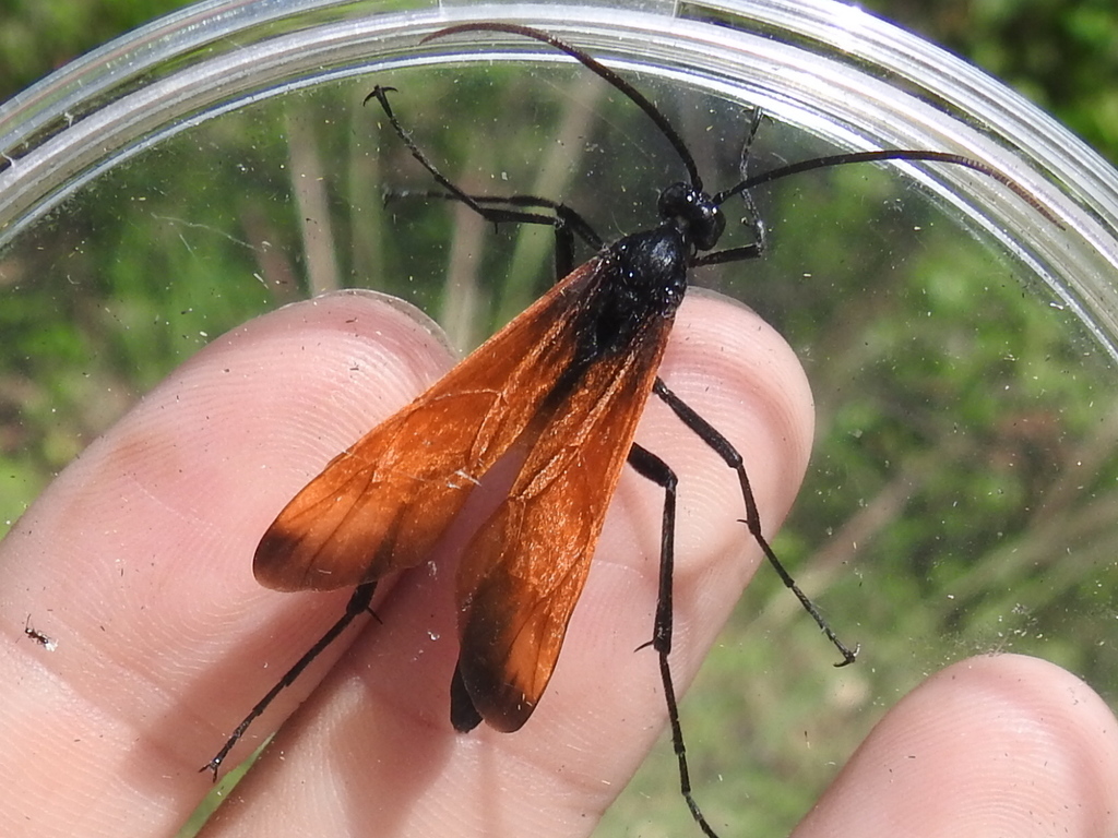 Rhynchophion flammipennis