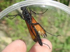 Rhynchophion flammipennis