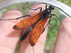 Rhynchophion flammipennis