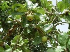 Ficus platyphylla