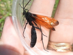 Rhynchophion flammipennis