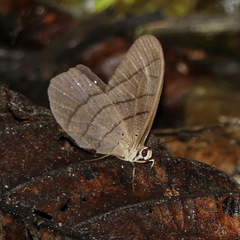 Pierella lamia
