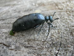 Meloe brevicollis