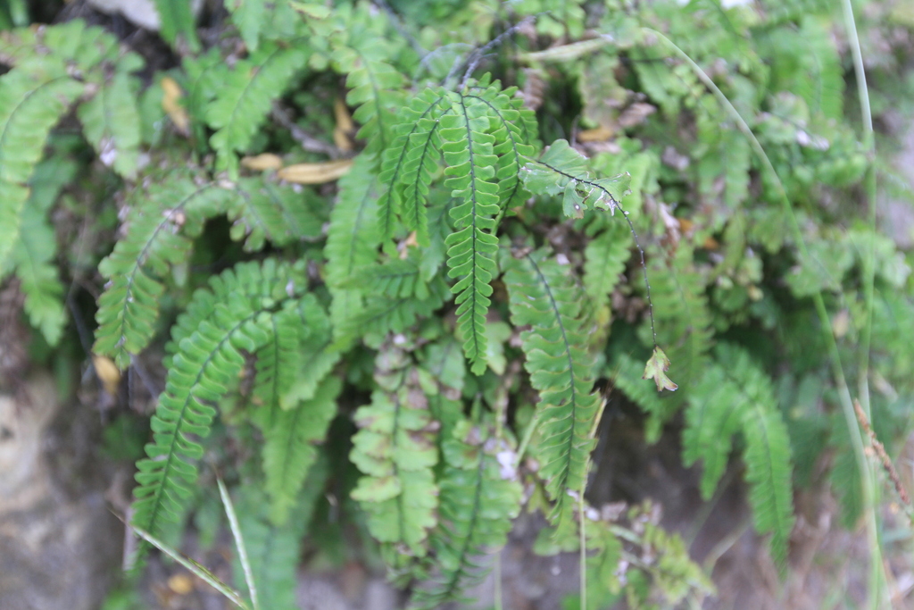 Fragrant maidenhair (Adiantum melanoleucum)