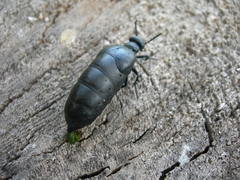 Meloe brevicollis