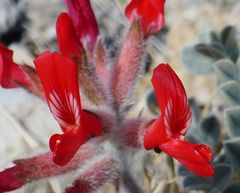 Astragalus coccineus