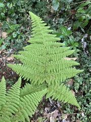 Dryopteris peranema