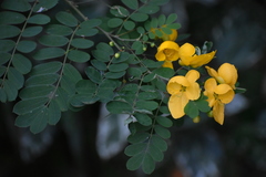 Senna pallida