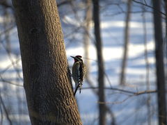 Sphyrapicus varius