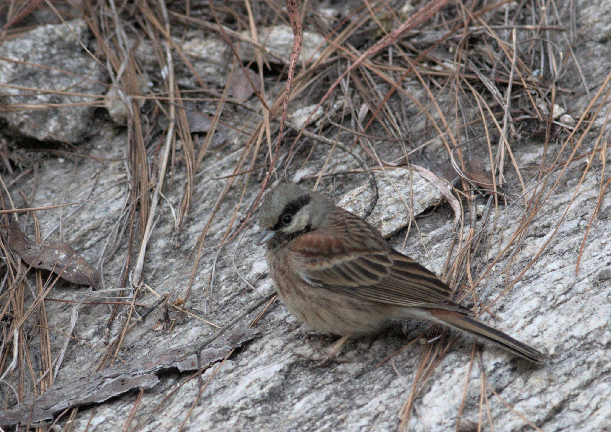 White-capped Bunting