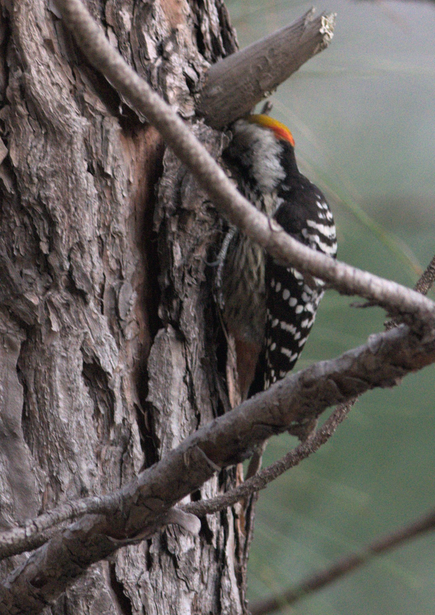 Brown-fronted Woodpecker
