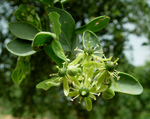 simple-thorned greenthorn