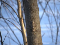 Certhia americana