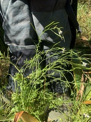 Cardamine tenuifolia