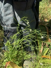 Cardamine tenuifolia