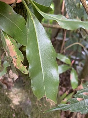 Beilschmiedia erythrophloia