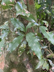 Beilschmiedia erythrophloia