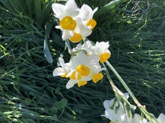 Narcissus