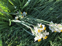 Narcissus
