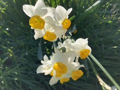 Narcissus