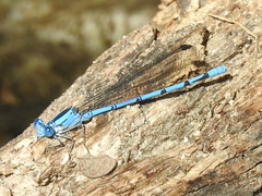 Argia lacrimans