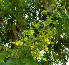 Senna siamea