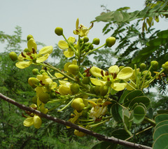 Senna siamea