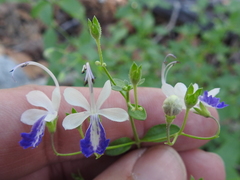 Trichostema arizonicum
