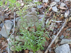 Trichostema arizonicum