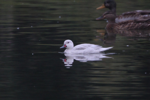 White-cheeked Pintail, Porto, Portugal, photo 9 of 10