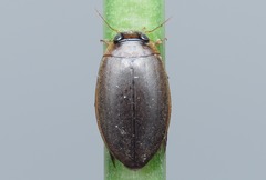 Rhantus frontalis