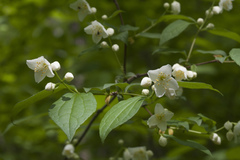 Philadelphus tenuifolius