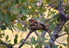 Fiery-Necked Nightjar photo 3