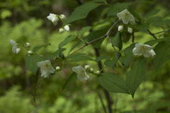 Philadelphus tenuifolius