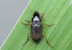 Harpalus griseus