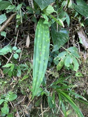 Cremastra appendiculata