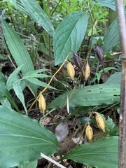 Cremastra appendiculata