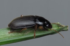 Harpalus griseus