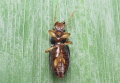 Harpalus griseus