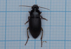 Harpalus griseus
