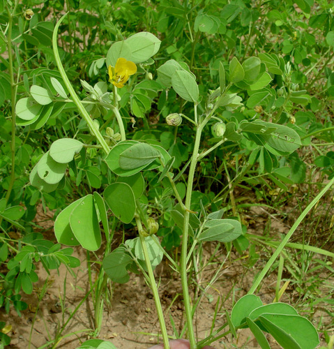 American Sicklepod