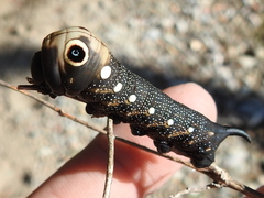 Xylophanes falco