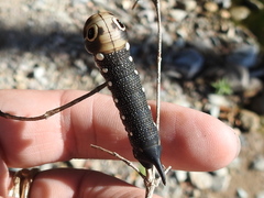Xylophanes falco