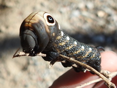 Xylophanes falco
