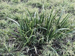 Iris foetidissima