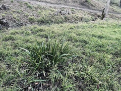 Iris foetidissima