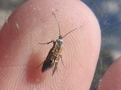 Neoheliodines hodgesi