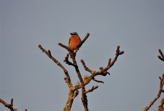 Monticola angolensis